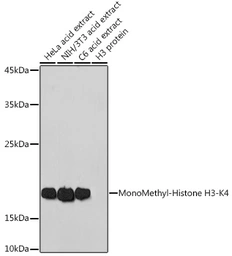 Anti-Histone H3K4me1 (mono-methyl Lys4) antibody used in Western Blot (WB). GTX54100