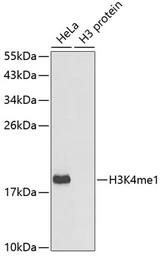 Anti-Histone H3K4me1 (mono-methyl Lys4) antibody used in Western Blot (WB). GTX54100