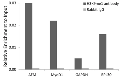 Anti-Histone H3K9me1 (mono-methyl Lys9) antibody used in ChIP assay (ChIP assay). GTX54101