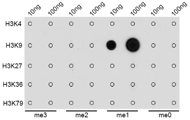 Anti-Histone H3K9me1 (mono-methyl Lys9) antibody used in Dot blot (Dot). GTX54101