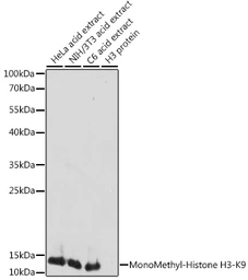 Anti-Histone H3K9me1 (mono-methyl Lys9) antibody used in Western Blot (WB). GTX54101