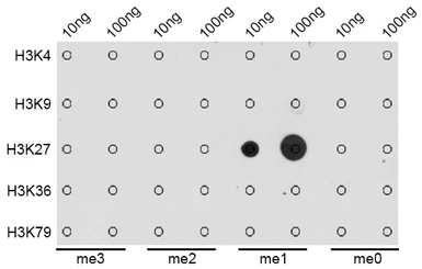 Anti-Histone H3K27me1 (mono-methyl Lys27) antibody used in Dot blot (Dot). GTX54104