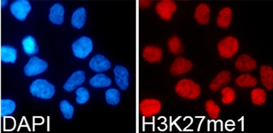 Anti-Histone H3K27me1 (mono-methyl Lys27) antibody used in Immunocytochemistry/ Immunofluorescence (ICC/IF). GTX54104