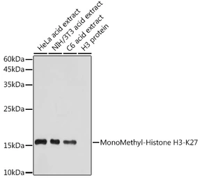 Anti-Histone H3K27me1 (mono-methyl Lys27) antibody used in Western Blot (WB). GTX54104
