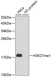 Anti-Histone H3K27me1 (mono-methyl Lys27) antibody used in Western Blot (WB). GTX54104