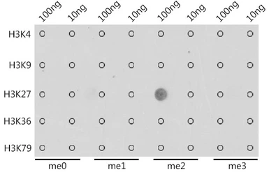 Anti-Histone H3K27me2 (di-methyl Lys27) antibody used in Dot blot (Dot). GTX54105