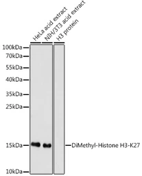 Anti-Histone H3K27me2 (di-methyl Lys27) antibody used in Western Blot (WB). GTX54105