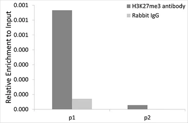 Anti-Histone H3K27me3 (tri-methyl Lys27) antibody used in ChIP assay (ChIP assay). GTX54106