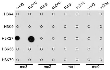 Anti-Histone H3K27me3 (tri-methyl Lys27) antibody used in Dot blot (Dot). GTX54106
