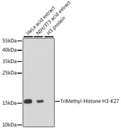 Anti-Histone H3K27me3 (tri-methyl Lys27) antibody used in Western Blot (WB). GTX54106