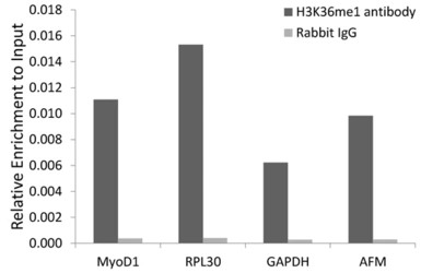 Anti-Histone H3K36me1 (mono-methyl Lys36) antibody used in ChIP assay (ChIP assay). GTX54107