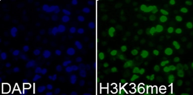 Anti-Histone H3K36me1 (mono-methyl Lys36) antibody used in Immunocytochemistry/ Immunofluorescence (ICC/IF). GTX54107