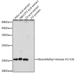 Anti-Histone H3K36me1 (mono-methyl Lys36) antibody used in Western Blot (WB). GTX54107