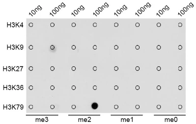 Anti-Histone H3K79me2 (di-methyl Lys79) antibody used in Dot blot (Dot). GTX54110