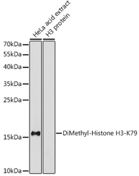 Anti-Histone H3K79me2 (di-methyl Lys79) antibody used in Western Blot (WB). GTX54110