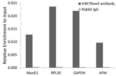 Anti-Histone H3K79me3 (tri-methyl Lys79) antibody used in ChIP assay (ChIP assay). GTX54111