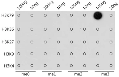 Anti-Histone H3K79me3 (tri-methyl Lys79) antibody used in Dot blot (Dot). GTX54111