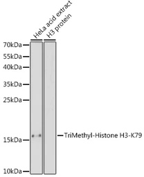 Anti-Histone H3K79me3 (tri-methyl Lys79) antibody used in Western Blot (WB). GTX54111
