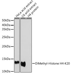 Anti-Histone H4K20me2 (di-methyl Lys20) antibody used in Western Blot (WB). GTX54112