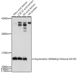 Anti-Histone H4R3me2 (di-methyl Arg3) antibody used in Western Blot (WB). GTX54116