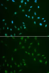 Anti-HSF2 antibody used in Immunocytochemistry/ Immunofluorescence (ICC/IF). GTX54125