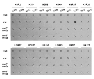 Anti-Histone H3R17me1 (mono-methyl Arg17) antibody used in Dot blot (Dot). GTX54131