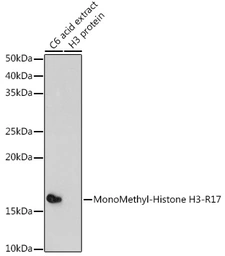 Anti-Histone H3R17me1 (mono-methyl Arg17) antibody used in Western Blot (WB). GTX54131