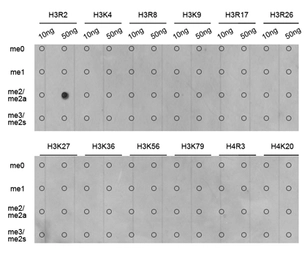 Anti-Histone H3R2me2 (Asymmetric Di-methyl Arg2) antibody used in Dot blot (Dot). GTX54134