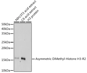 Anti-Histone H3R2me2 (Asymmetric Di-methyl Arg2) antibody used in Western Blot (WB). GTX54134