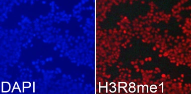 Anti-Histone H3R8me1 (mono-methyl Arg8) antibody used in Immunocytochemistry/ Immunofluorescence (ICC/IF). GTX54135