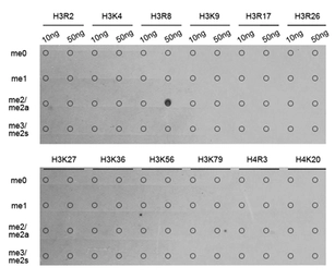 Anti-Histone H3R8me2 (Asymmetric Di-methyl Arg8) antibody used in Dot blot (Dot). GTX54136