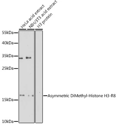 Anti-Histone H3R8me2 (Asymmetric Di-methyl Arg8) antibody used in Western Blot (WB). GTX54136