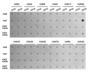 Anti-Histone H3R26me1 (mono-methyl Arg26) antibody used in Dot blot (Dot). GTX54139