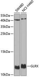 Anti-Glutaredoxin 1 antibody used in Western Blot (WB). GTX54140