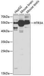 Anti-5-HT3A receptor antibody used in Western Blot (WB). GTX54151