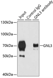 Anti-Nucleostemin antibody used in Immunoprecipitation (IP). GTX54163