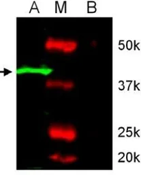 Anti-Mapk8 antibody used in Western Blot (WB). GTX54203
