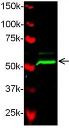 Anti-Bmp2b antibody used in Western Blot (WB). GTX54233