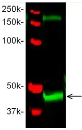 Anti-Wnt8b antibody used in Western Blot (WB). GTX54245