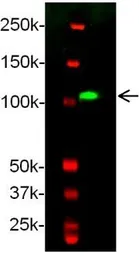 Anti-Ret antibody used in Western Blot (WB). GTX54247