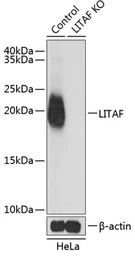 Anti-LITAF antibody used in Western Blot (WB). GTX54315