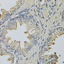Anti-LITAF antibody used in IHC (Paraffin sections) (IHC-P). GTX54315