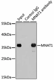 Anti-MNAT1 antibody used in Immunoprecipitation (IP). GTX54319