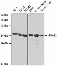 Anti-MNAT1 antibody used in Western Blot (WB). GTX54319