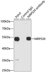 Anti-MRPS30 antibody used in Immunoprecipitation (IP). GTX54320