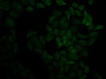 Anti-Moesin antibody used in Immunocytochemistry/ Immunofluorescence (ICC/IF). GTX54327