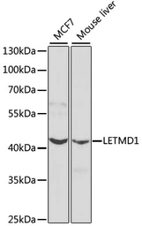 Anti-LETMD1 antibody used in Western Blot (WB). GTX54331