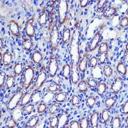 Anti-LETMD1 antibody used in IHC (Paraffin sections) (IHC-P). GTX54331