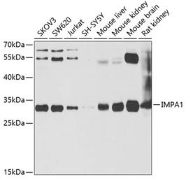 Anti-IMPA1 antibody used in Western Blot (WB). GTX54348