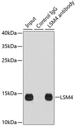 Anti-LSM4 antibody used in Immunoprecipitation (IP). GTX54350